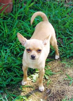 Pictures Of Dogs - Chihuahua Dogs