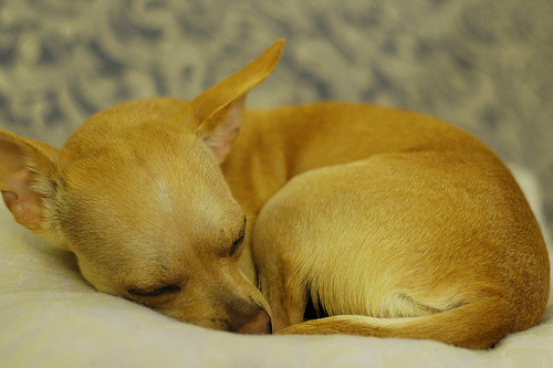 Chihuahua dog