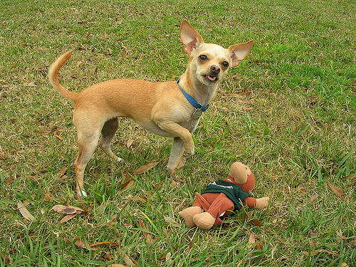 Chihuahua dog
