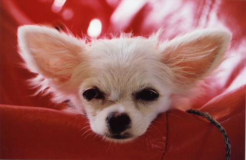 Chihuahua dog