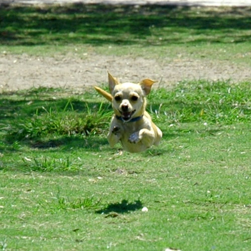 Chihuahua dog