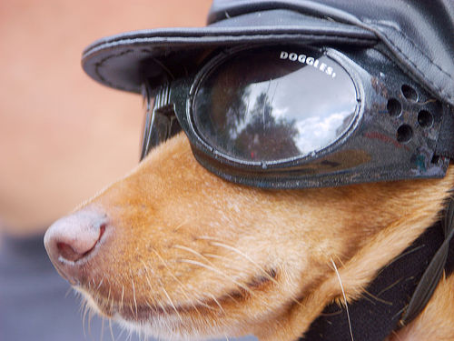 Chihuahua dog