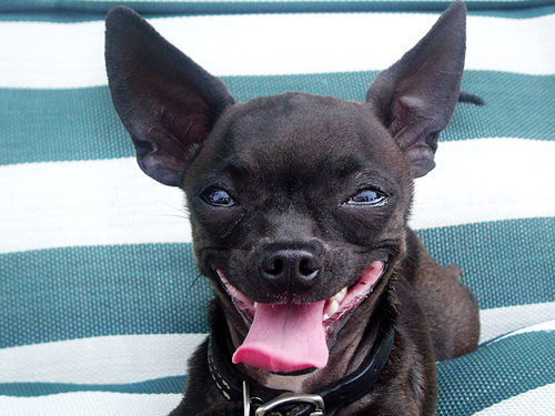 Chihuahua dog