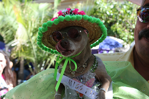 Chihuahua dog