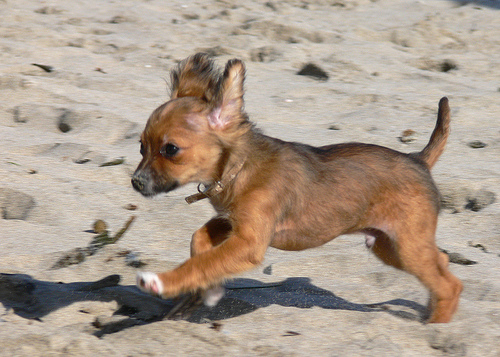 long haired chihuahua presence