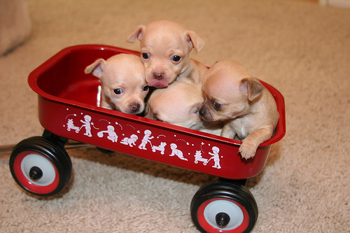 Chihuahua puppy