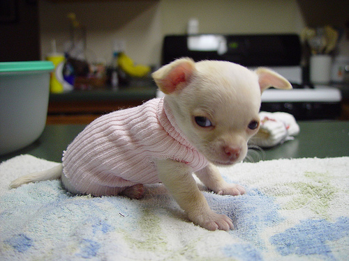 http://www.webpanache.com/candyland/images/chihuahua/puppy/chihuahua_puppy.jpg