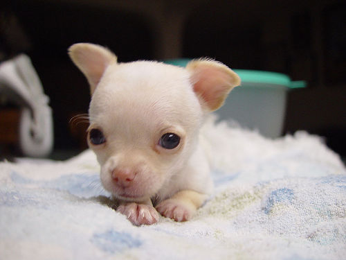 Chihuahua puppy