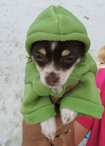 Chihuahua puppy