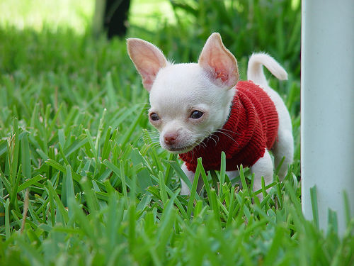 Chihuahua puppy