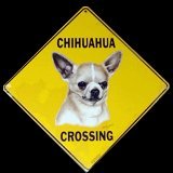 Chihuahua Puppy Dog -- Full Color Aluminum Wildlife Crossing Street Sign Art Print