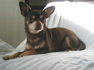 chihuahua