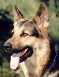 German Shepherd Books