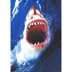Shark Books, Posters & DVDs