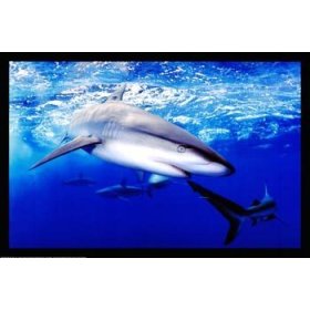 Galapagos Sharks, Oahu, Hawaii, Wall Poster, 36x24