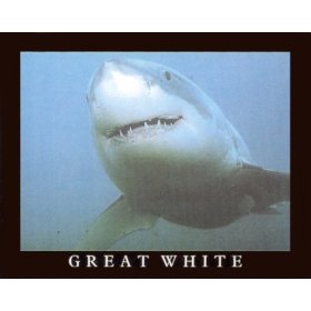 Great White Shark In Ocean Close Up Art Poster Print - 16 X 20