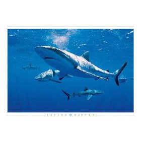 Sharks Art Poster